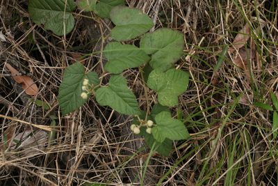 Rubus moluccanus, photographed by Greg Tasney