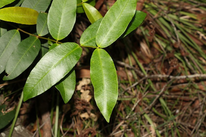 Melodinus australis, photographed by Greg Tasney