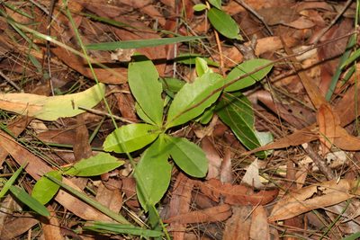 Hibbertia scandens, photographed by Greg Tasney