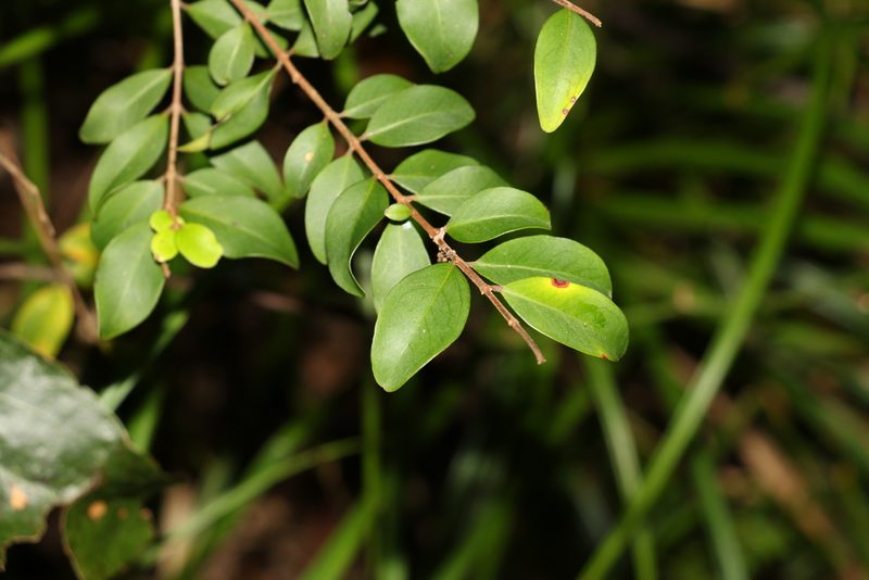 Pilidiostigma rhytispermum, photographed by Greg Tasney