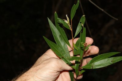 Melaleuca lophantha, photographed by Greg Tasney
