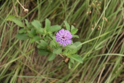 Centratherum punctatum, photographed by Greg Tasney