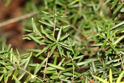 Acrotriche aggregata, photographed by Greg Tasney