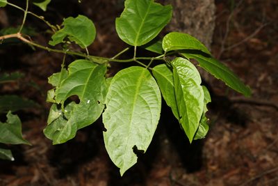 Clerodendrum floribundum, photographed by Greg Tasney