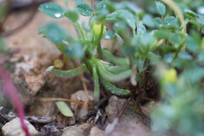 Medicago monspeliaca, photographed by Tim Johnson