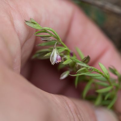 Polygala rupestris, photographed by Tim Johnson
