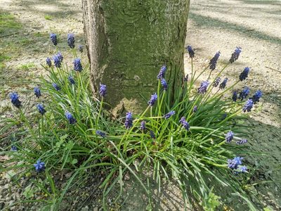 Muscari neglectum, photographed by Christian Lauk