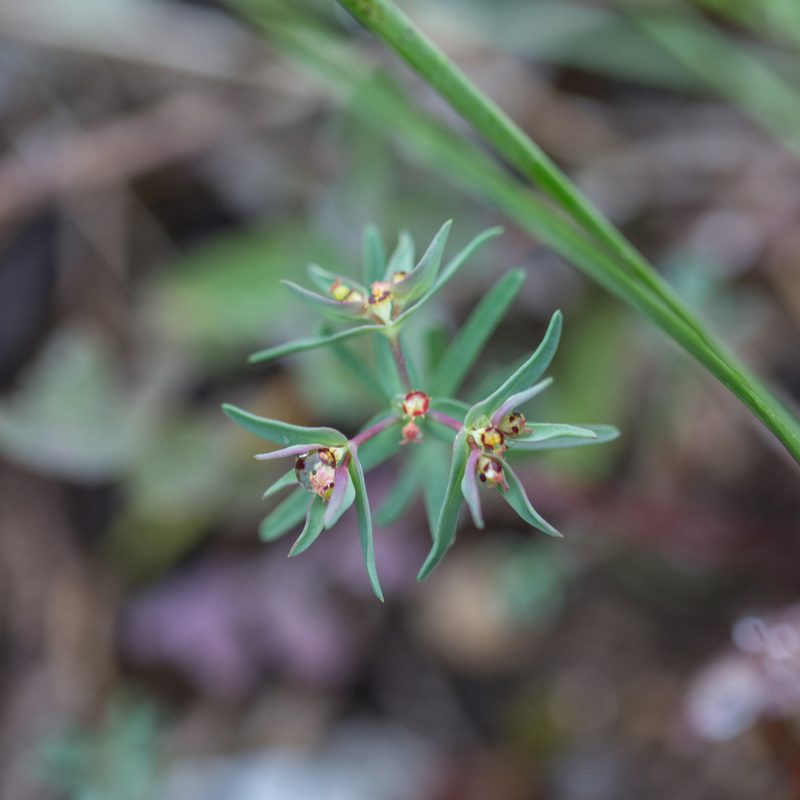 Euphorbia exigua, photographed by Tim Johnson