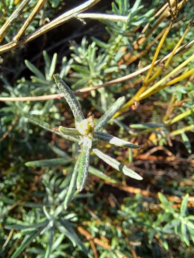Senecio rosmarinifolius, photographed by Danie Palm