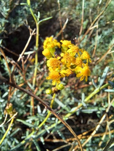 Senecio rosmarinifolius, photographed by Danie Palm
