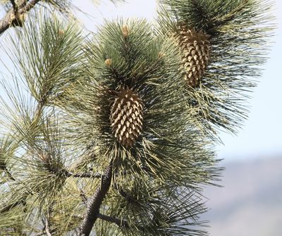 Pinus coulteri, photographed by Cricket Raspet