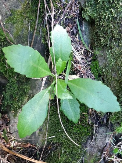 Sinapidendron frutescens, photographed by Vítor Jorge