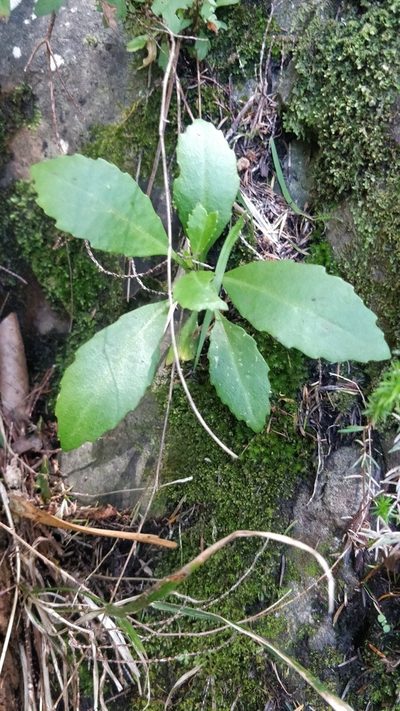 Sinapidendron frutescens, photographed by Vítor Jorge