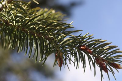 Pseudotsuga macrocarpa, photographed by Cricket Raspet