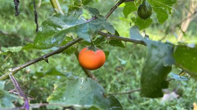 Solanum capsicoides, photographed by Brendan McIntyre