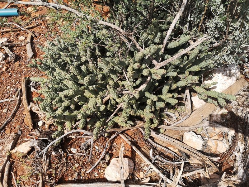 Tephrocactus articulatus, photographed by Ricus Nel