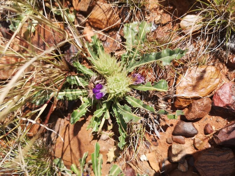 Acanthopsis hoffmannseggiana, photographed by Ricus Nel