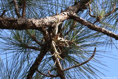 Tillandsia paucifolia, photographed by Arthur Windsor