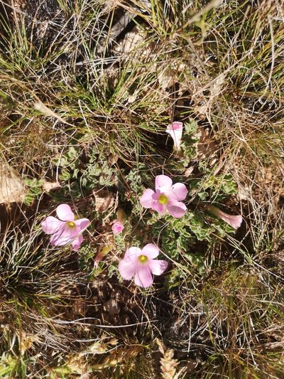 Oxalis hirsuta, photographed by Ricus Nel