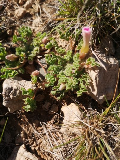 Oxalis hirsuta, photographed by Ricus Nel