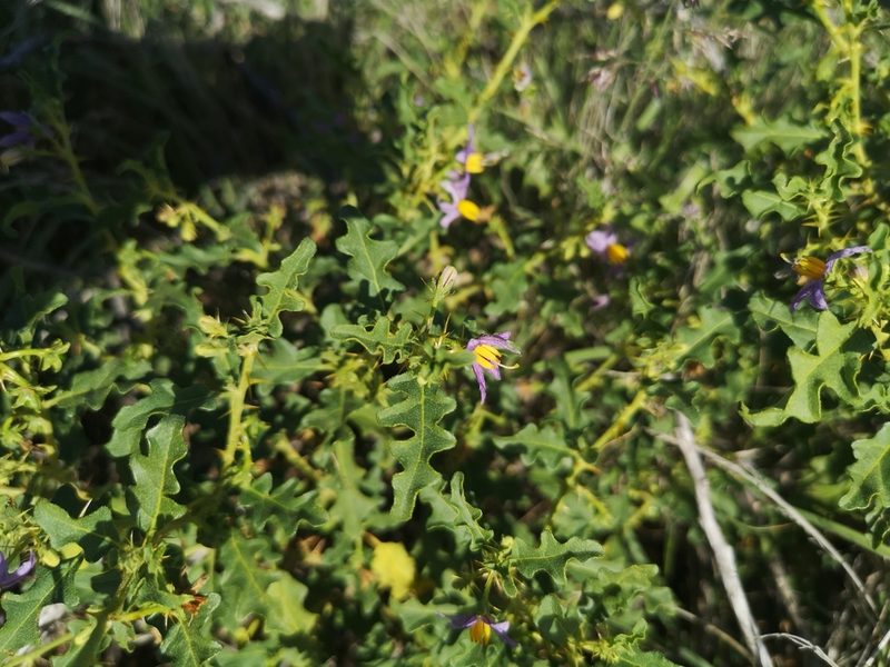 Solanum capense, photographed by Ricus Nel