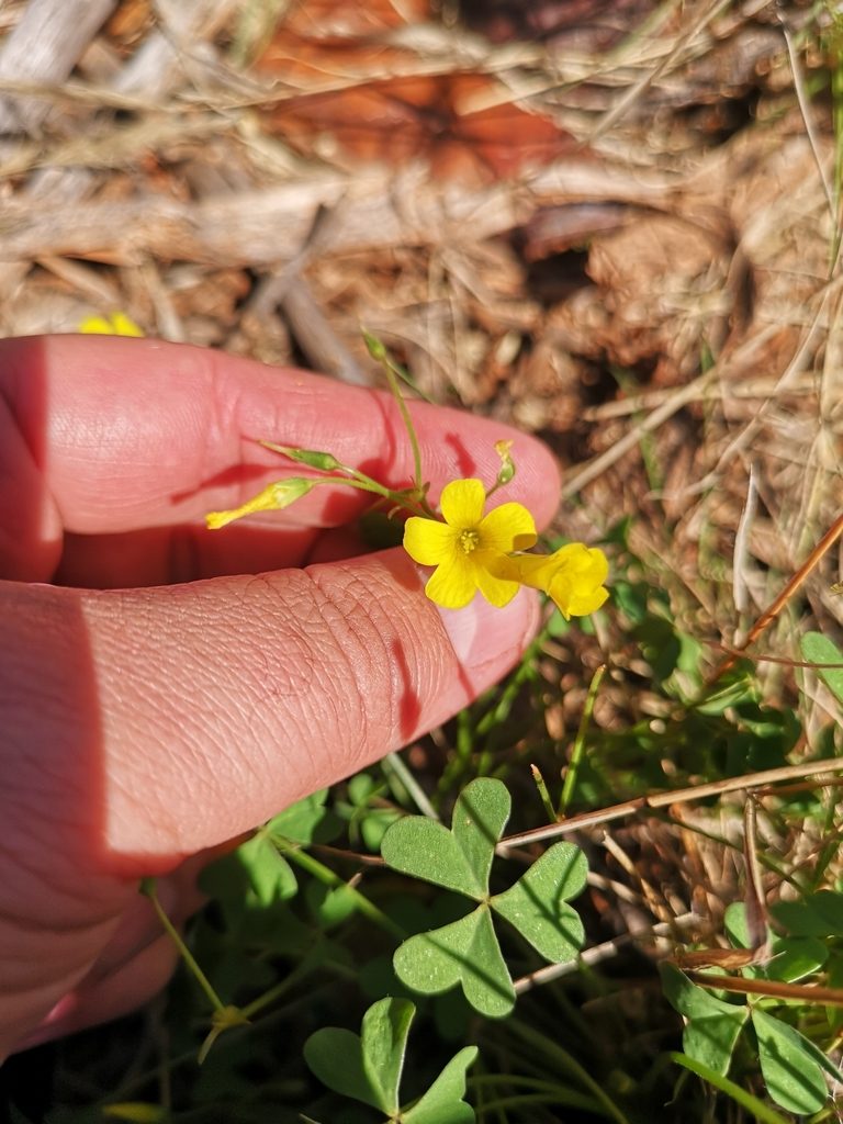 Oxalis haedulipes, photographed by Ricus Nel