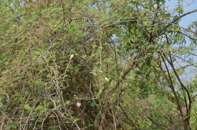 Dichrostachys cinerea, photographed by Surabhi Srivastava