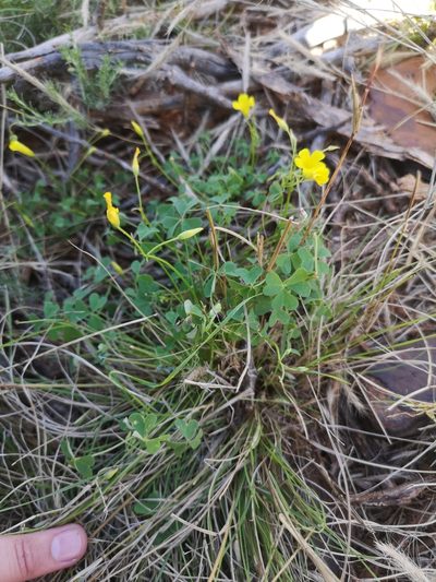 Oxalis haedulipes, photographed by Ricus Nel