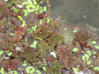 Azolla caroliniana, photographed by chiuluan