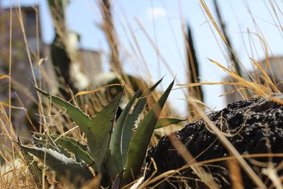 Agave inaequidens, photographed by Carlos Muñoz-Amezcua