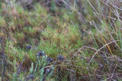 Brachypodium retusum, photographed by Tim Johnson