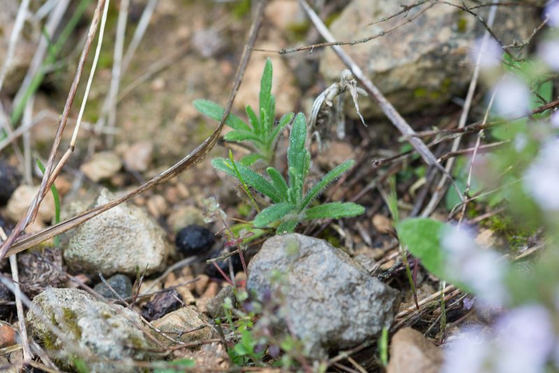 Ajuga iva, photographed by Tim Johnson