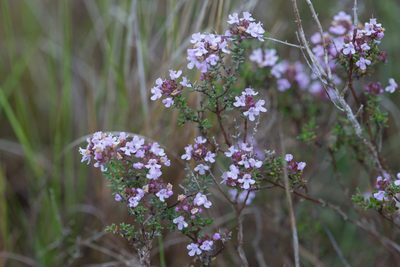 Thymus vulgaris, photographed by Tim Johnson