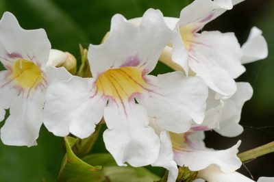 Bignonia bracteomana, photographed by Morten Ross