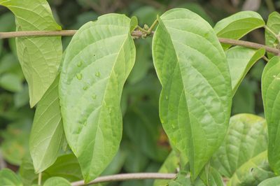 Bignonia bracteomana, photographed by Morten Ross