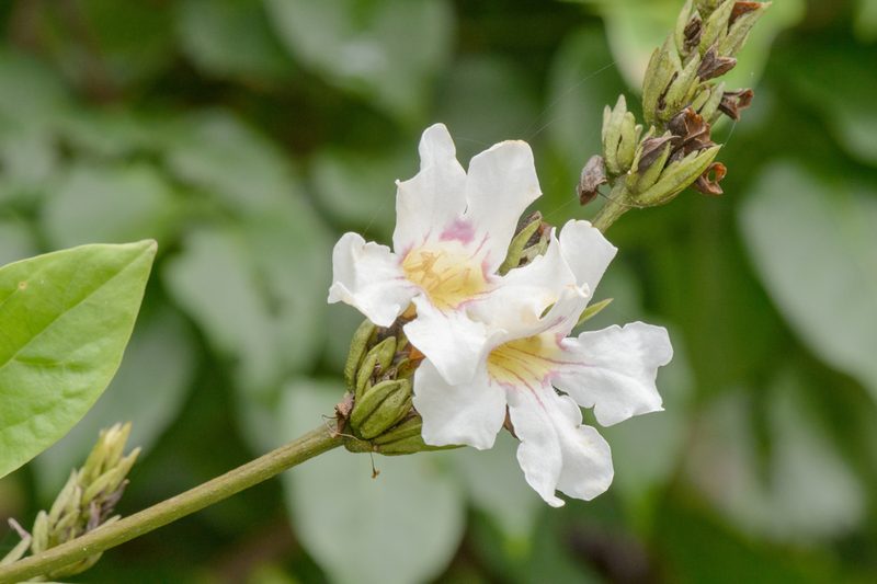 Bignonia bracteomana, photographed by Morten Ross
