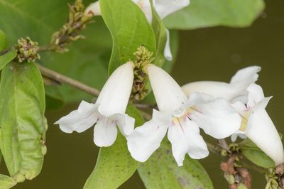 Bignonia bracteomana, photographed by Morten Ross