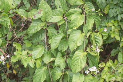 Bignonia bracteomana, photographed by Morten Ross
