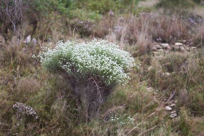 Lotus dorycnium, photographed by Tim Johnson