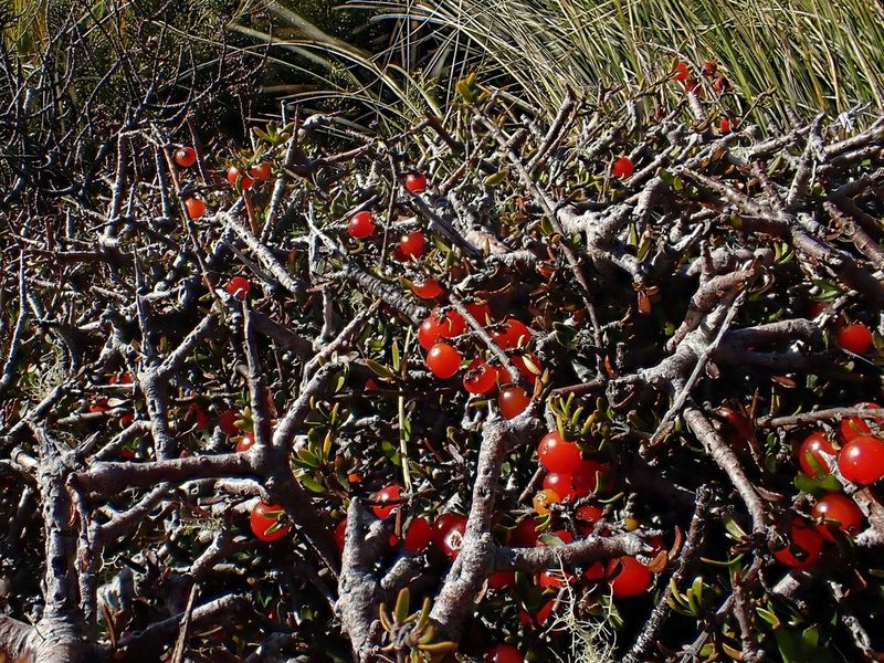 Coprosma cheesemanii, photographed by Duncan Cunningham