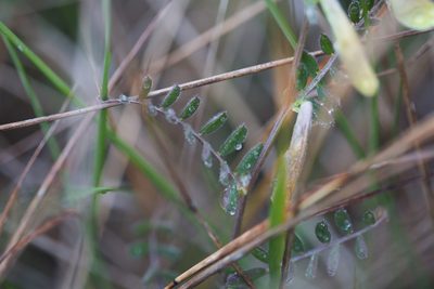 Vicia hybrida, photographed by Tim Johnson