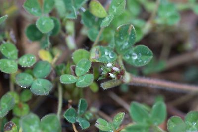 Trifolium scabrum, photographed by Tim Johnson