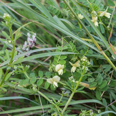 Vicia hybrida, photographed by Tim Johnson