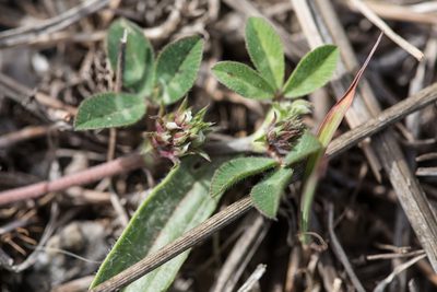 Trifolium scabrum, photographed by Tim Johnson