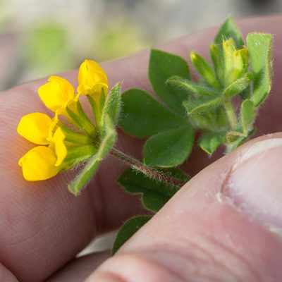 Lotus ornithopodioides, photographed by Tim Johnson