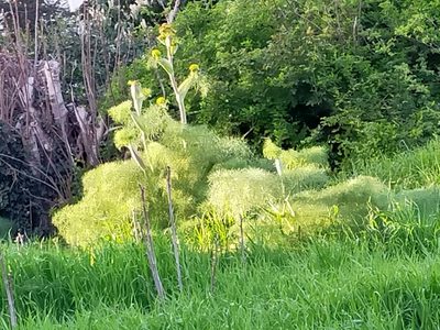 Ferula communis, photographed by AnimalObserverDeniz321