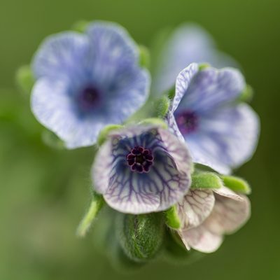 Cynoglossum creticum, photographed by Tim Johnson