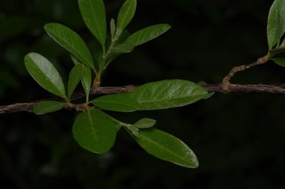 Sideroxylon lanuginosum, photographed by Michelle W. （鍾偉瑋）
