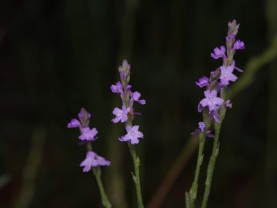 Verbena halei, photographed by Michelle W. （鍾偉瑋）