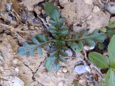 Valeriana calcitrapae, photographed by castieler